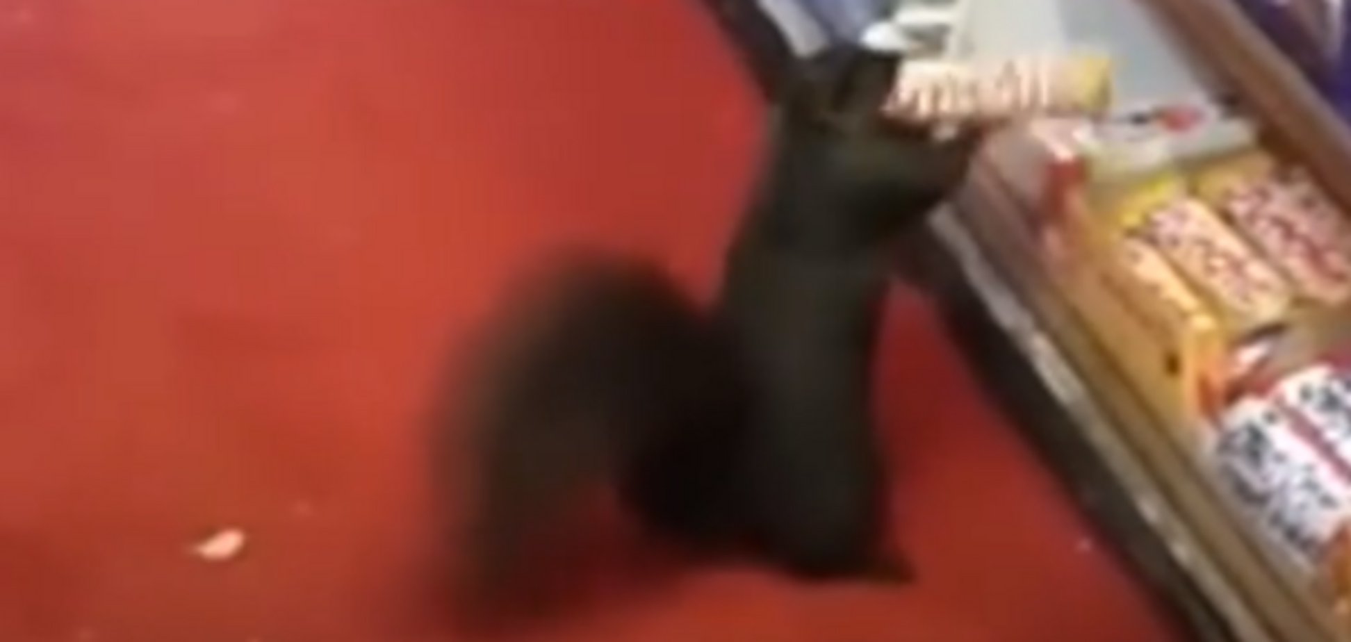 белка ворует шоколадки