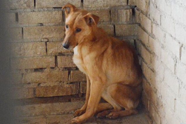 Захист тварин в Україні: як вберегти їх від людей