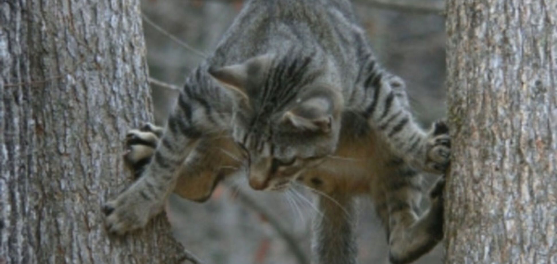 В Мелитополе развернули спасательную кампанию для кота