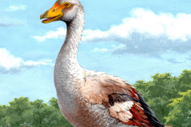 Иллюстрация: древний гигантский гусь Garganornis ballmanni