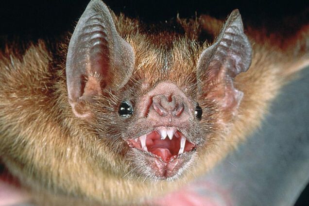 Мохноногий вампира, летучая мышь-вампир