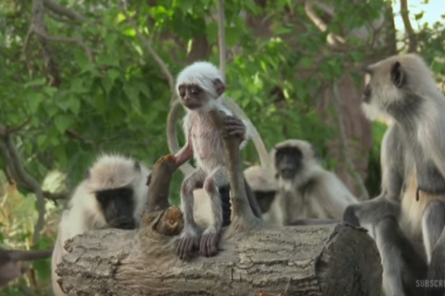 стая лангуров