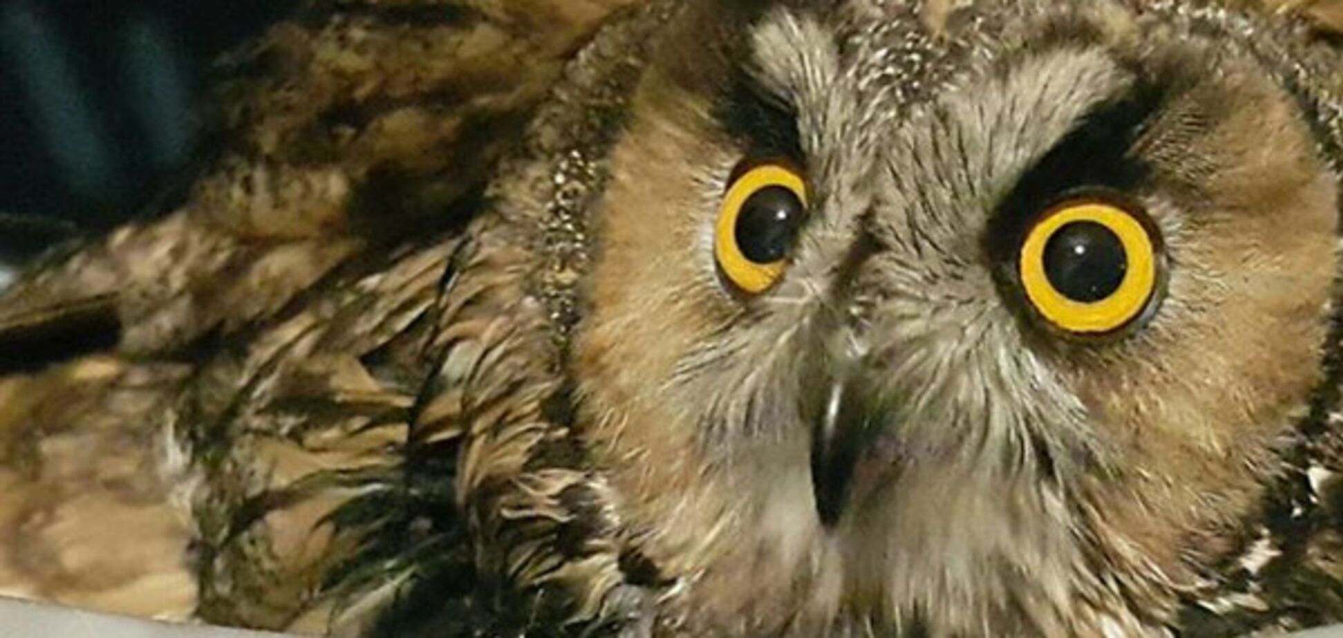 Сова, спасенная в АТО