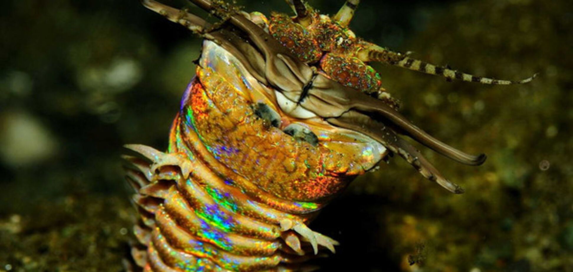 червь Eunice aphroditois