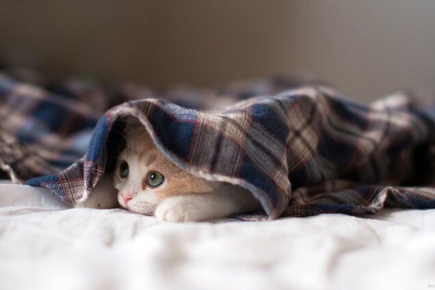 испуганный котенок под одеялом