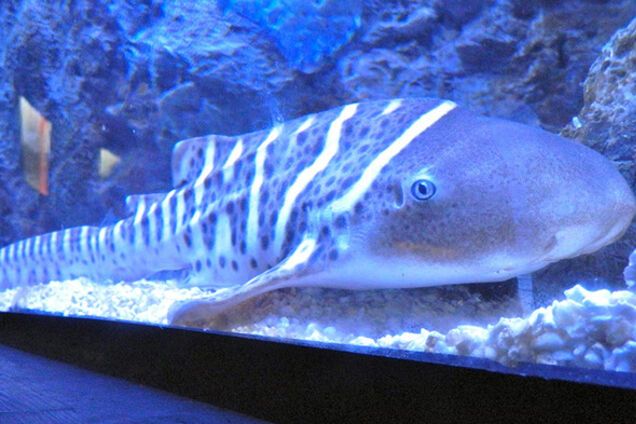 Самка зебрової акули