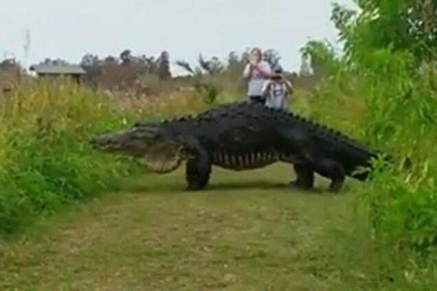 Гигантский аллигатор