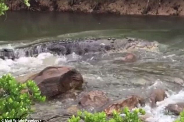 гигантский крокодил в Австралии