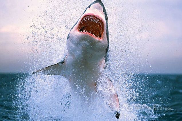 Иллюстрация: акула выпрыгивает из воды