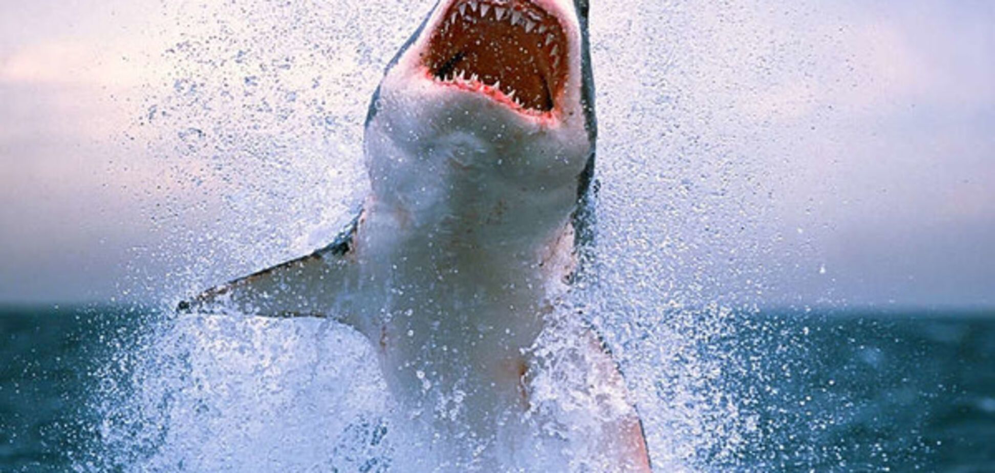 Иллюстрация: акула выпрыгивает из воды