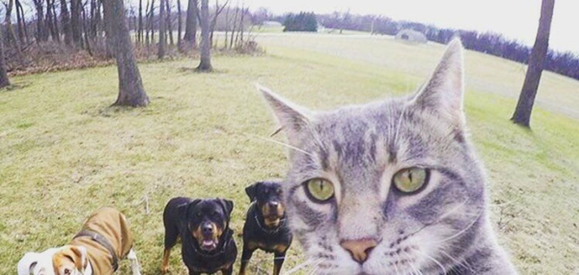 кот, селфи, животные