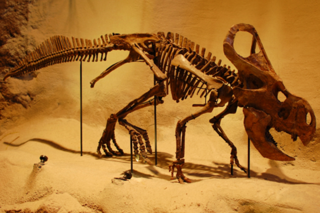 останки Протоцератопса