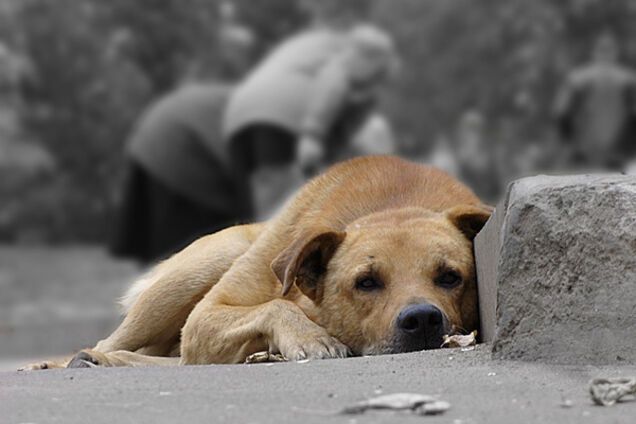 У Запорізькій області для бездомних тварин побудують житло