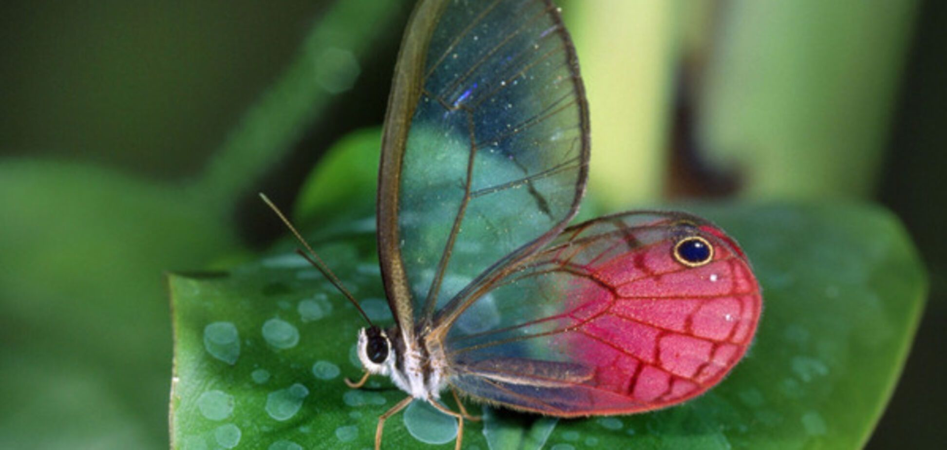 прозрачная бабочка
