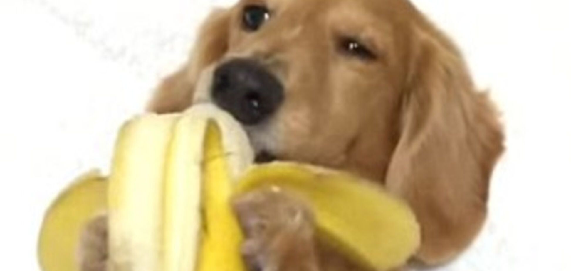щенок поедает банан