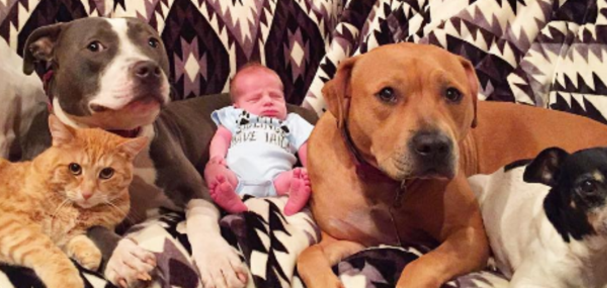 Приняли за своего: 4 собаки и кошка стали замечательными нянями для новорожденного
