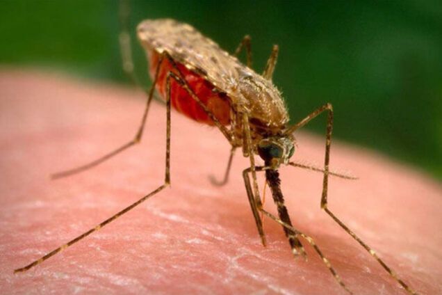 В Запоріжжі три людини захворіли на тропічну малярію