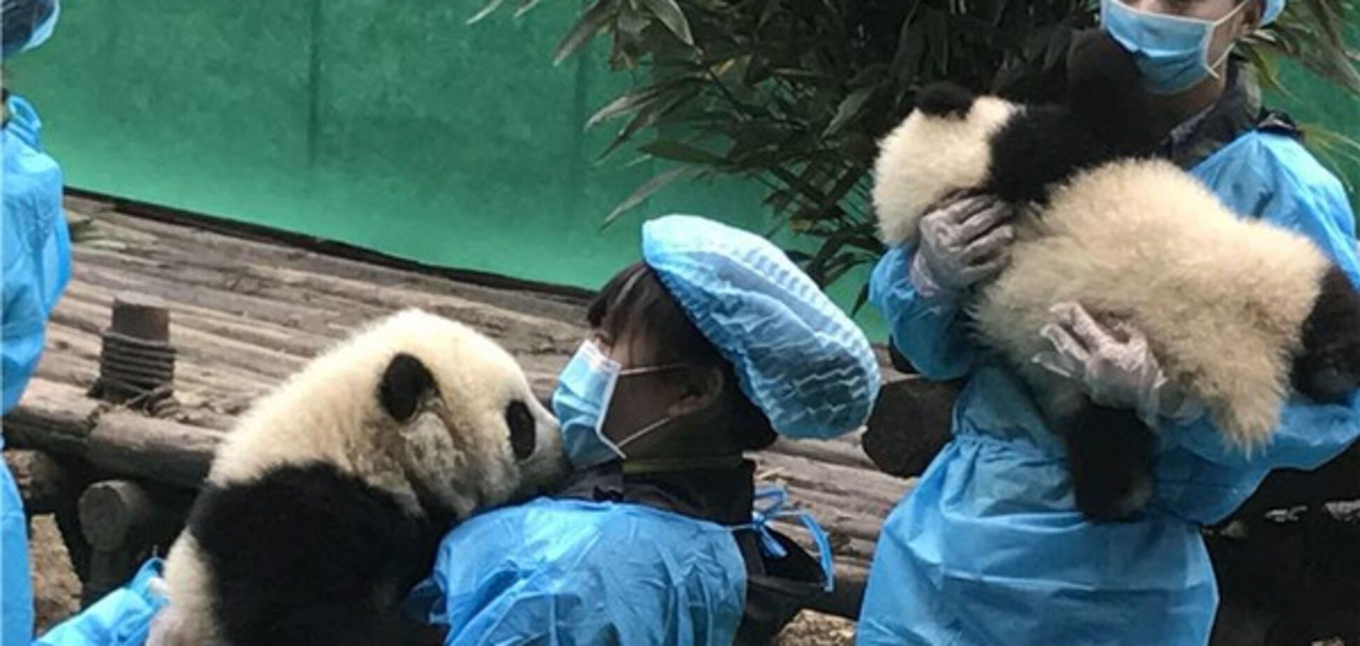 Панды, китай, животные