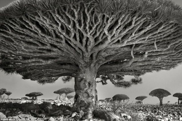 Магия самых древних деревьев мира