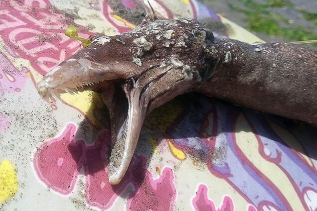 Морское чудовище, угорь