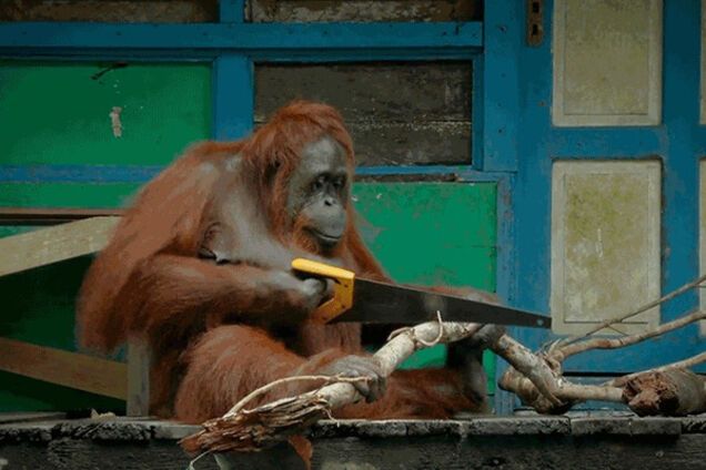 орангутанг, змагання