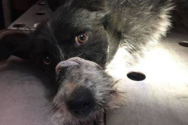 Покалеченная в Херсоне собака