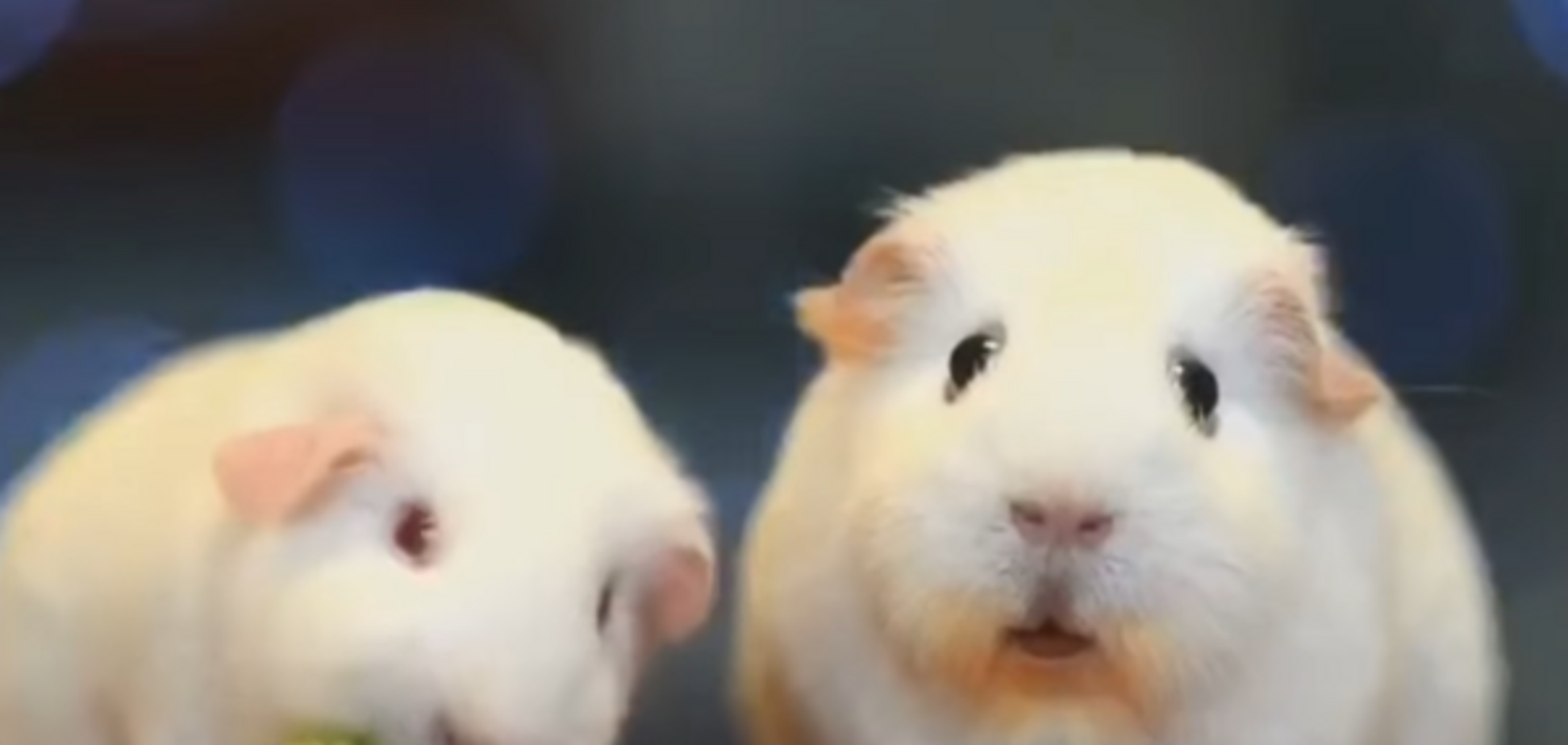 Відео з морськими свинками