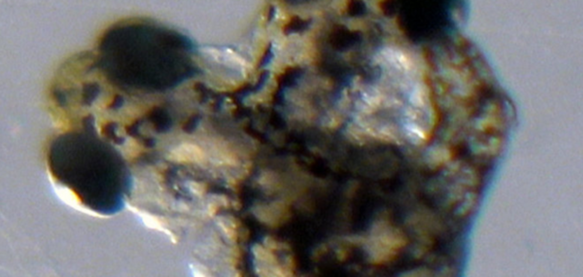 двухголовая рыба