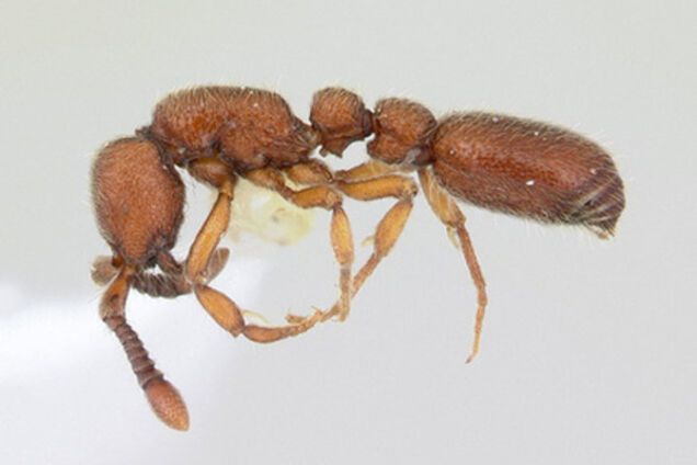 Муравей, насекомые