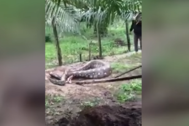 Питон, Малайзия