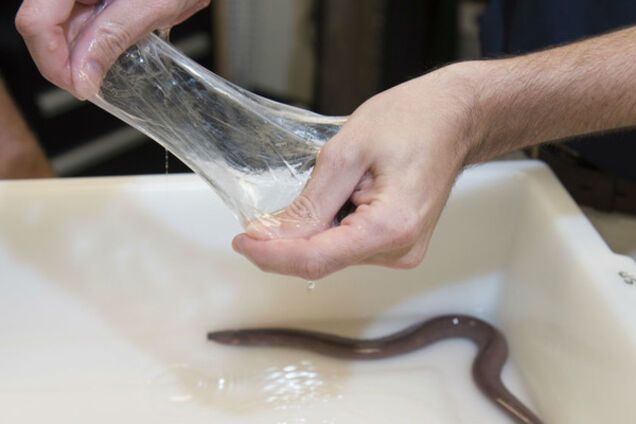 Слизь, рыбы