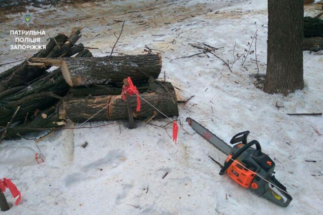 Запорожцы занимались незаконной вырубкой деревьев (ФОТО)