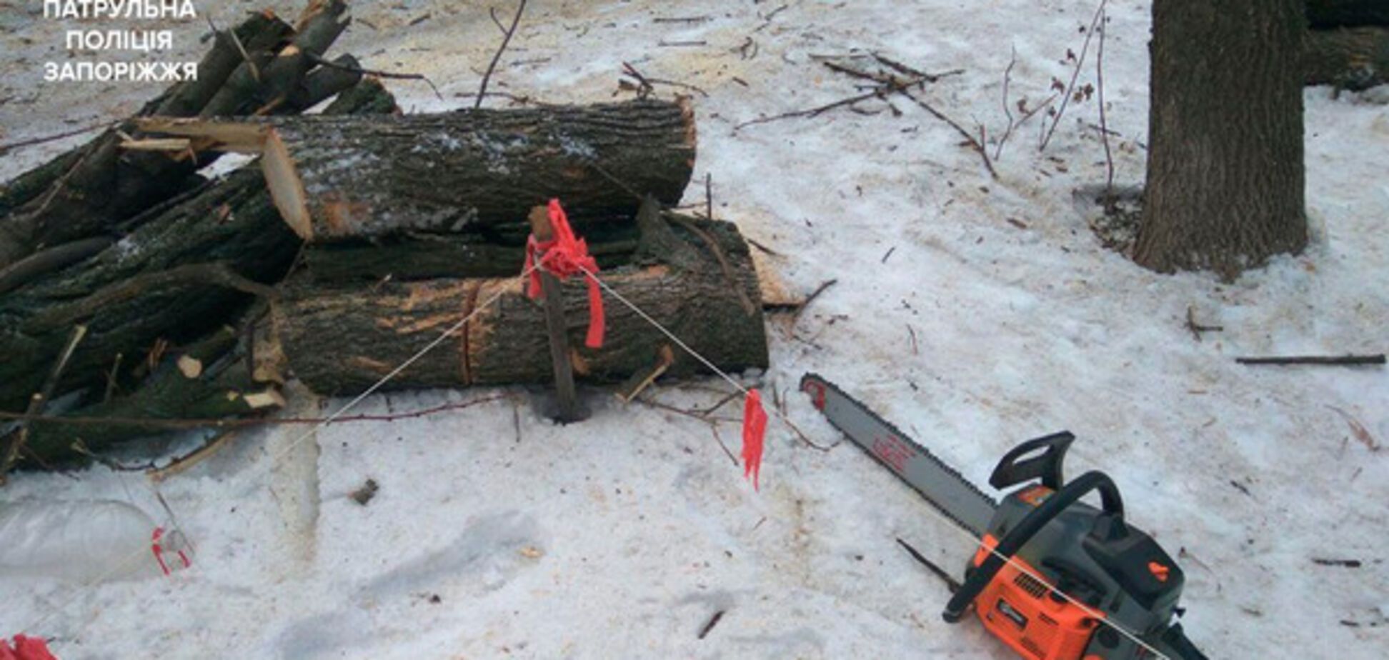 Запорожцы занимались незаконной вырубкой деревьев (ФОТО)