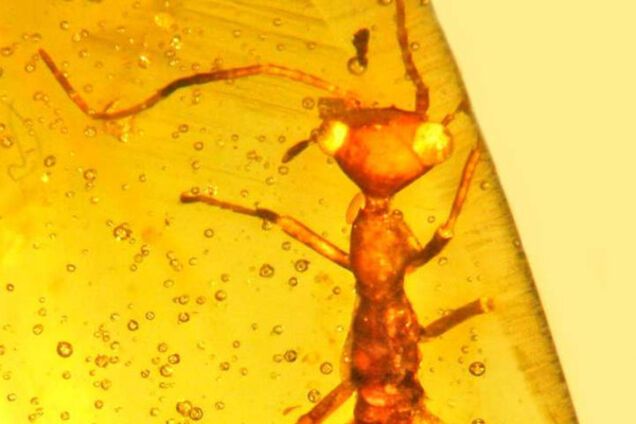 Неизвестное насекомое в янтаре