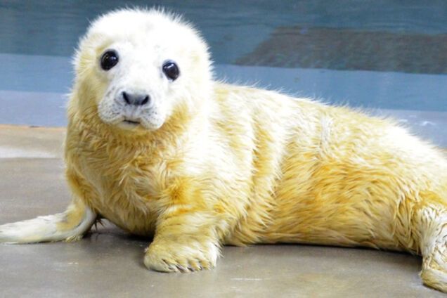 Морской котик, милые животные