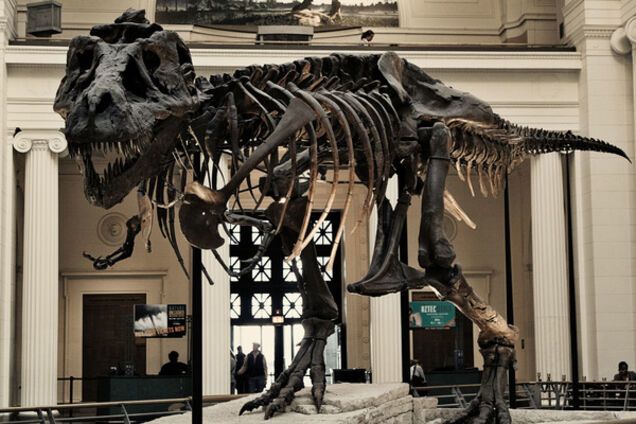 скелет динозавра