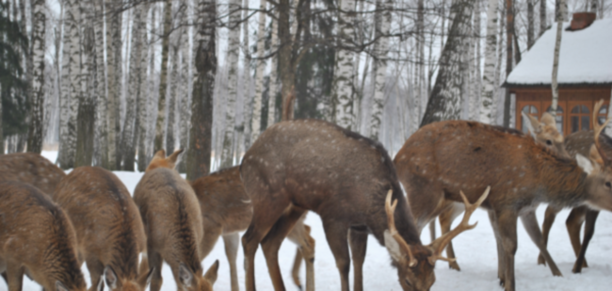 Стадо лосей