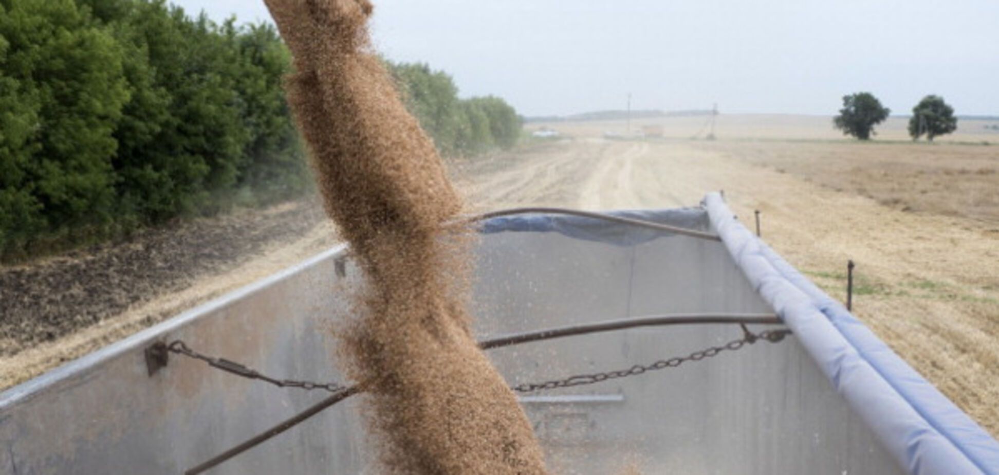 Урожай пшеницы Украина