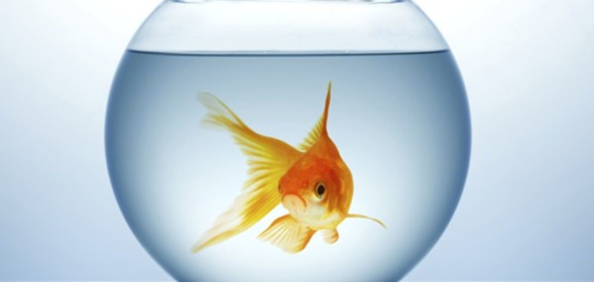рыбка в аквариуме