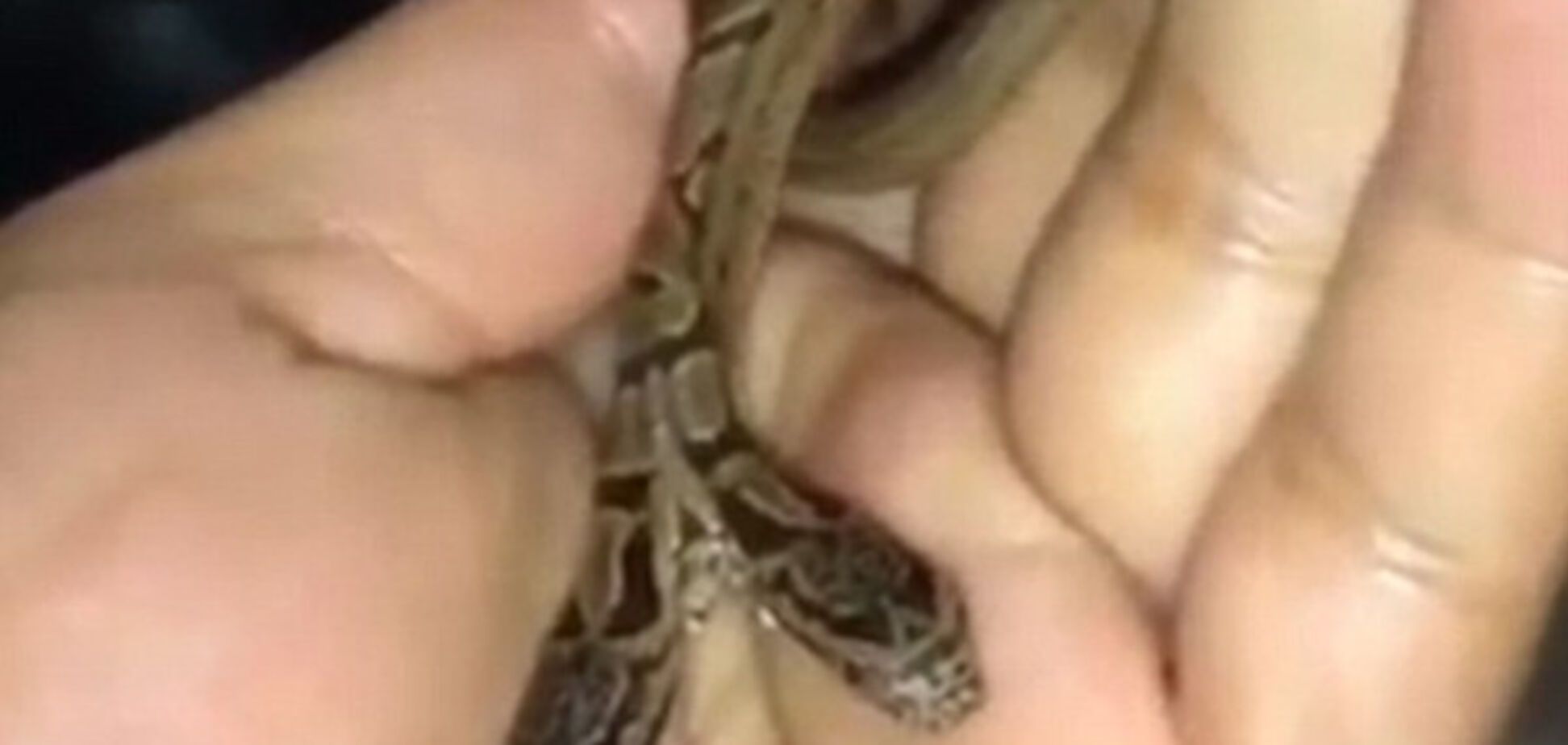 Змея, мутации