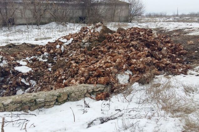 Смерть тысяч кур