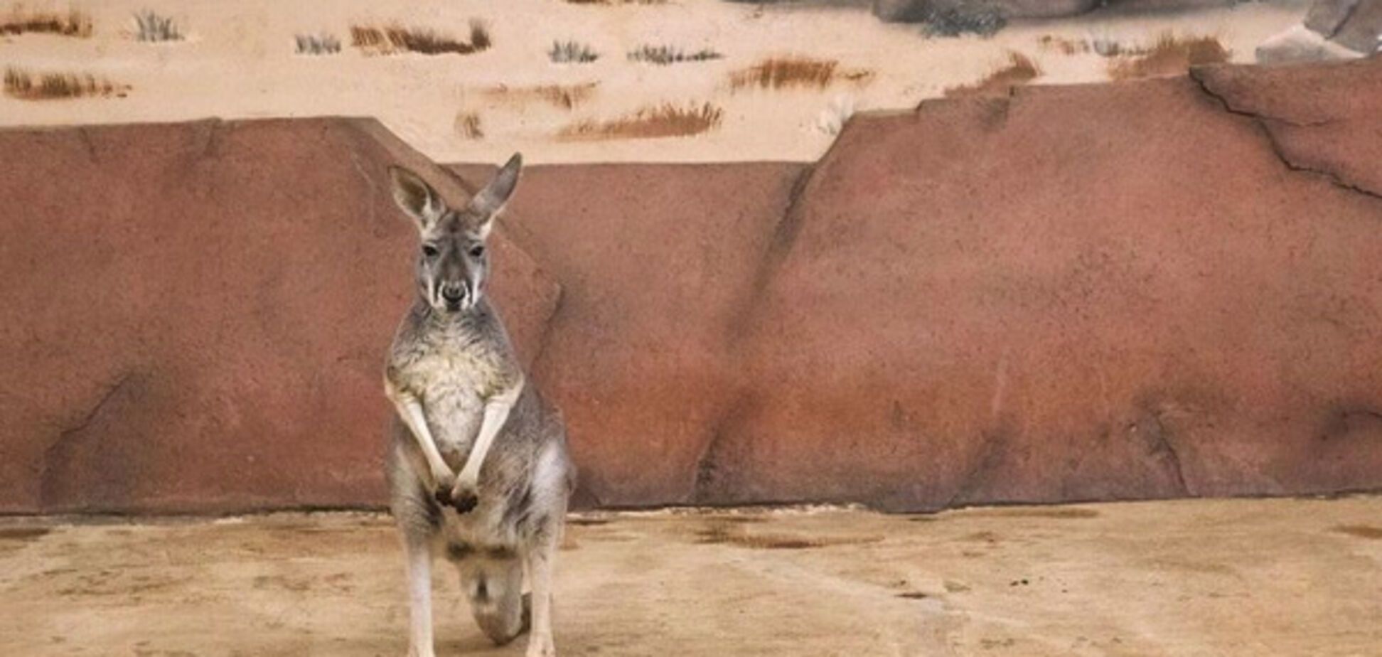 животные, грусть