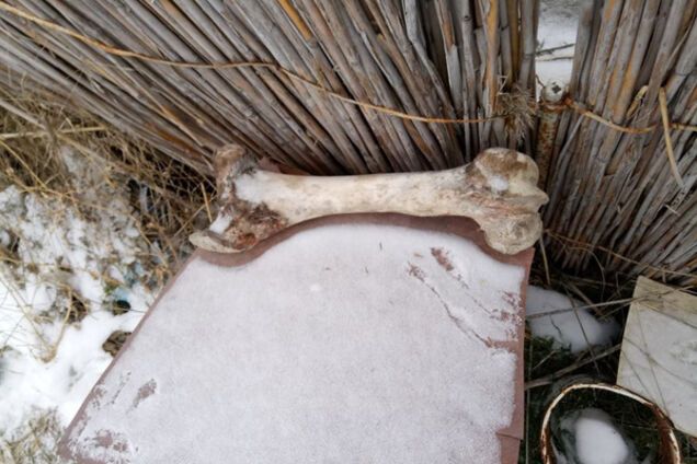 'Купался в крови': житель Николаева 15 лет похищал и ел собак. Опубликованы фото