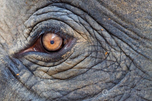 дружба тварин