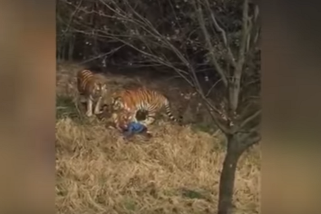 Нападение тигра