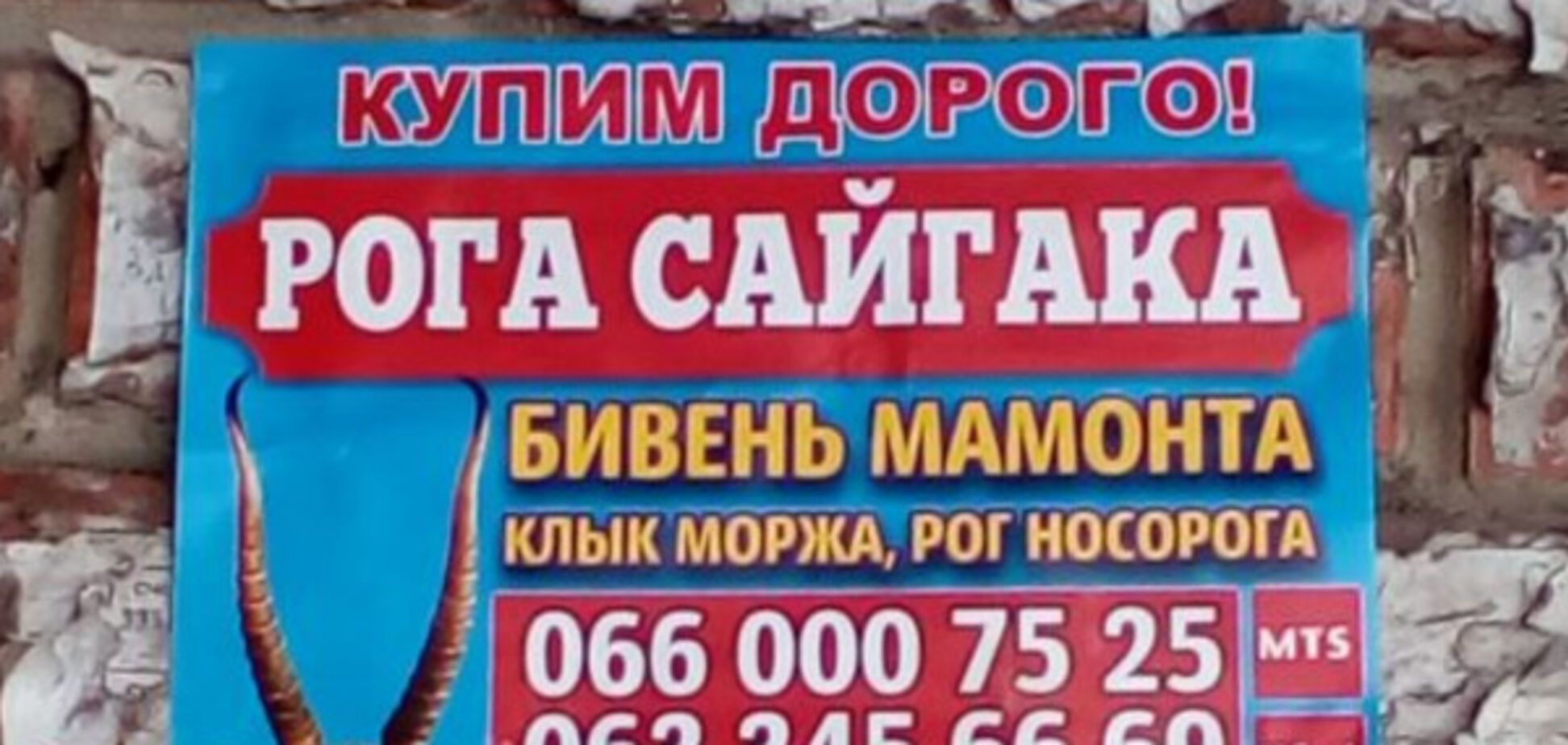 Оголошення