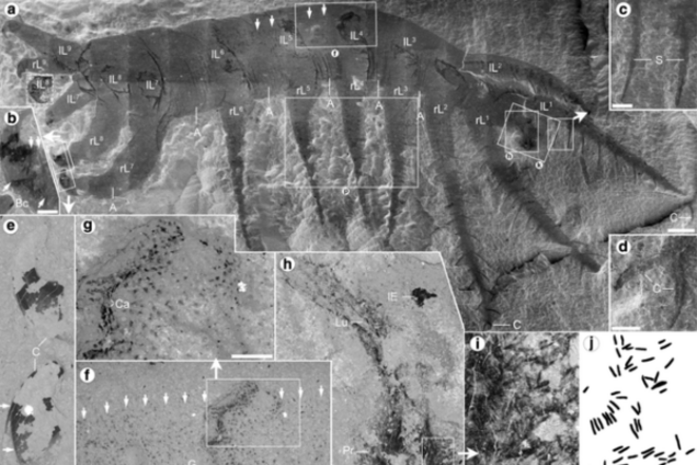 червь Ovatiovermis cribratus