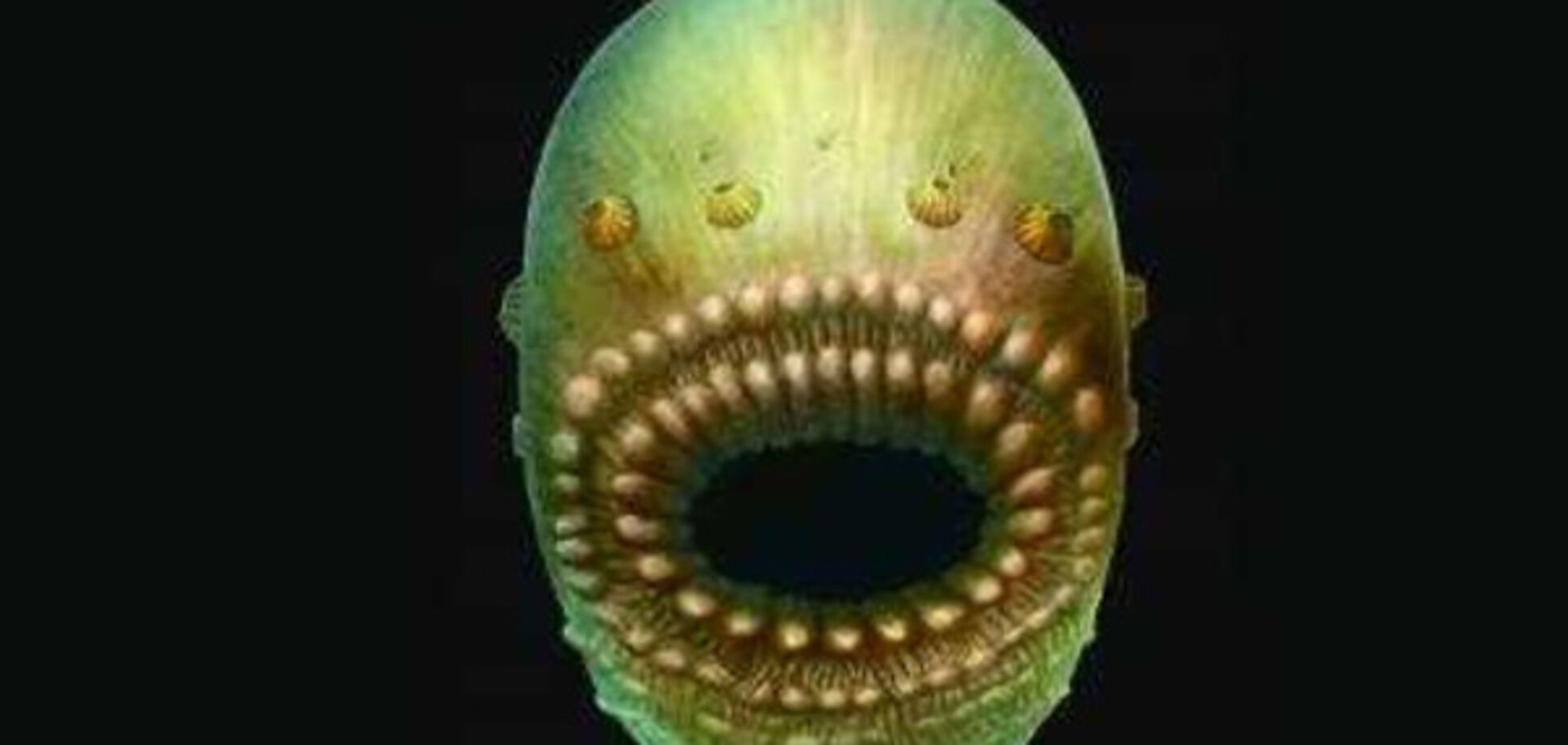 Saccorhytus coronarius, ископаемое