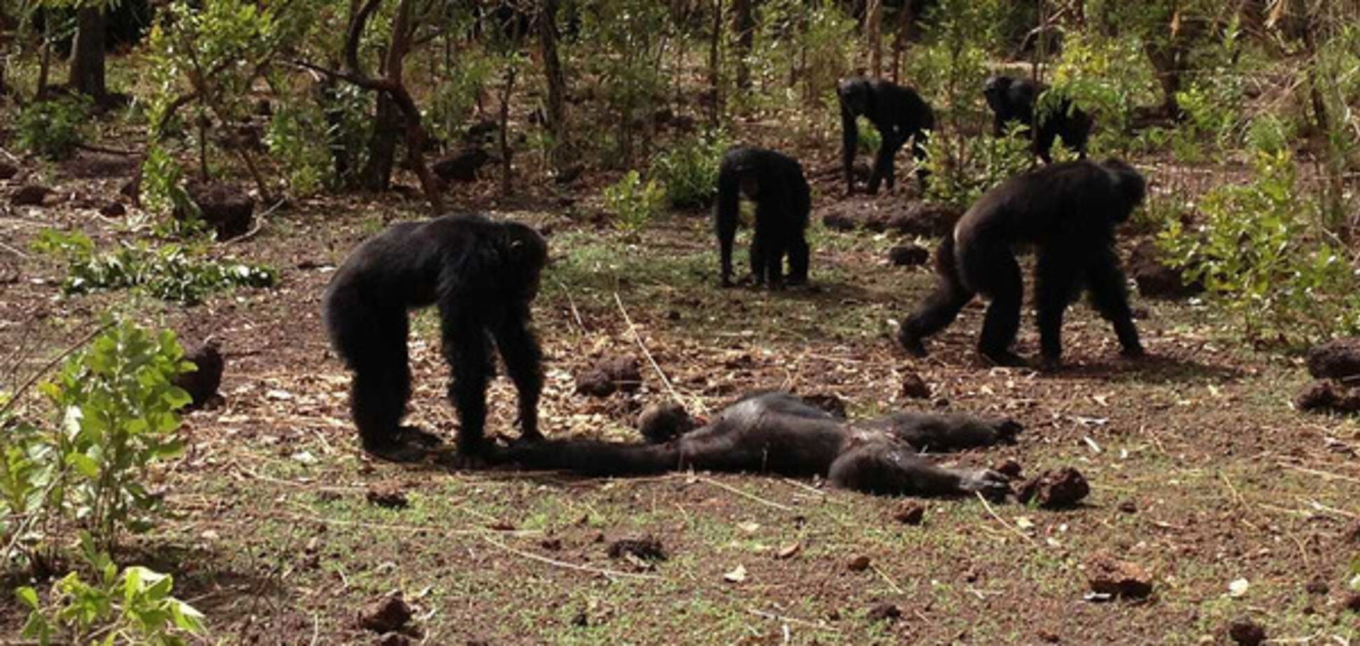 Шимпанзе и убитый экс-вожак Фудуко