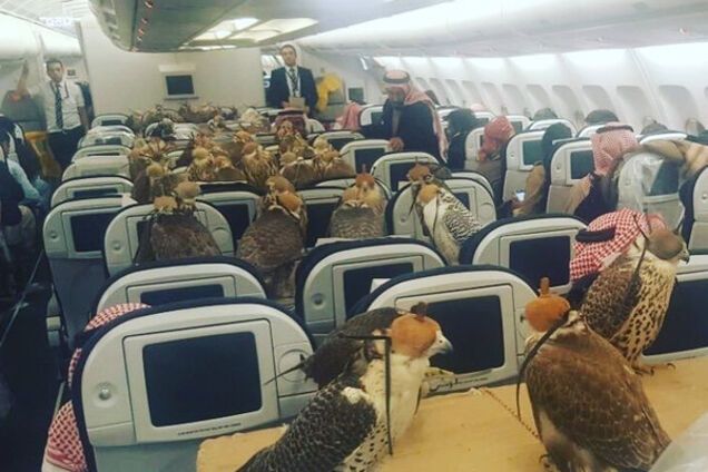 Ястребы, самолет